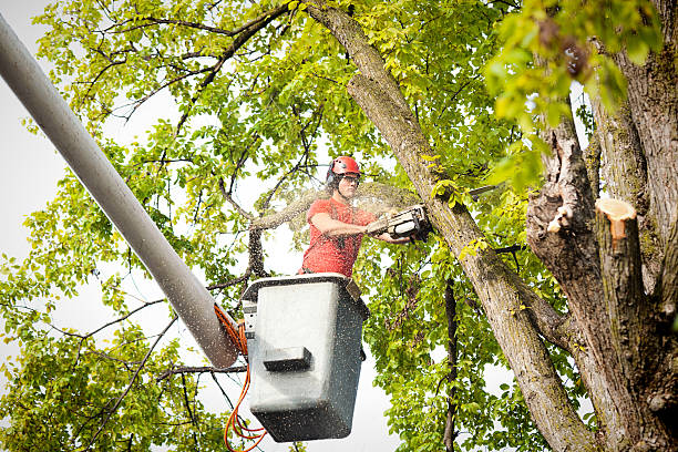 How Our Tree Care Process Works  in  Lake Goodwin, WA